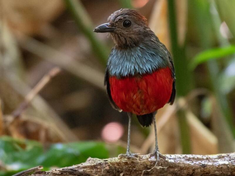 Pita de Molucas del Norte, Fotos 2