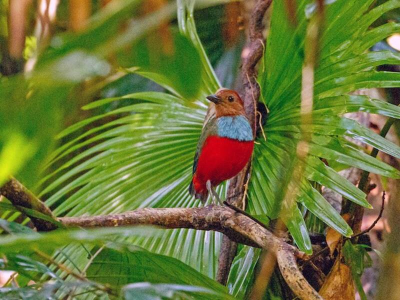 Pita de Molucas del Norte, Fotos 4