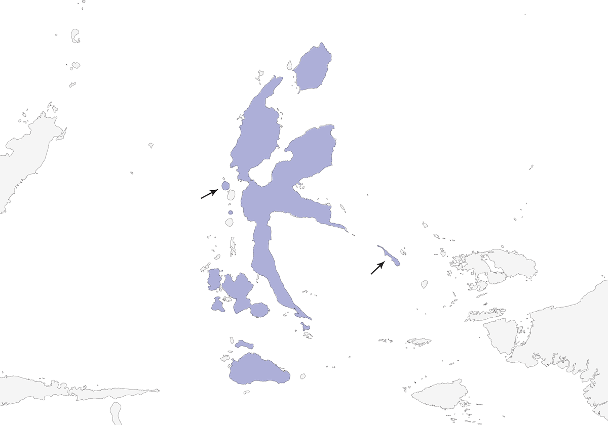 Pita de Molucas del Norte, Distribución 1