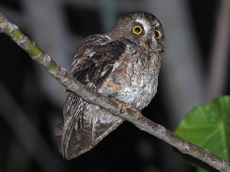 Wetar Scops-Owl