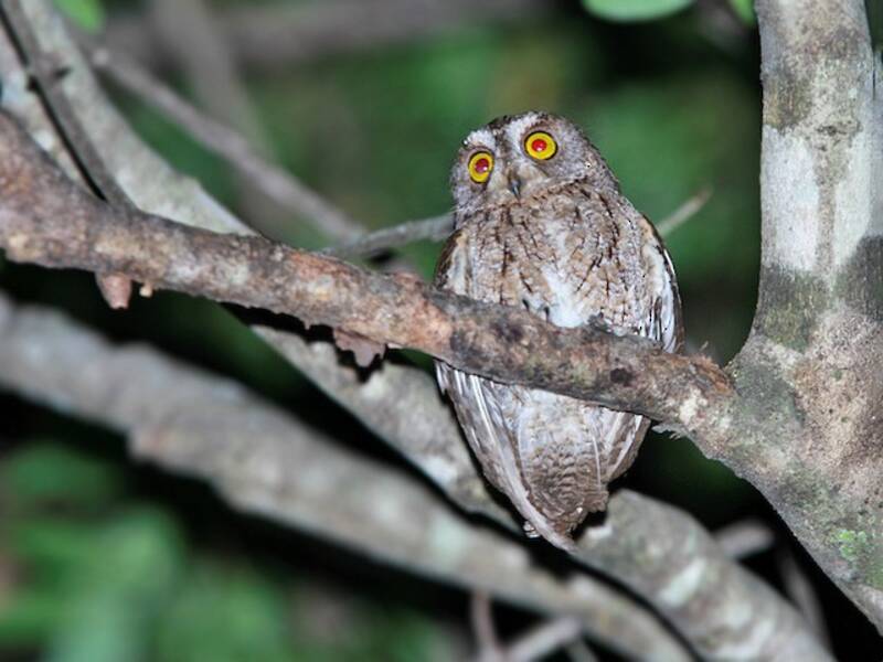 Wetar Scops-Owl, Photos 3