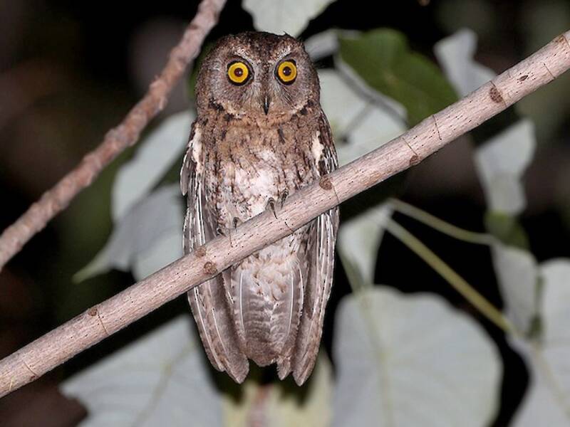 Wetar Scops-Owl, Photos 2