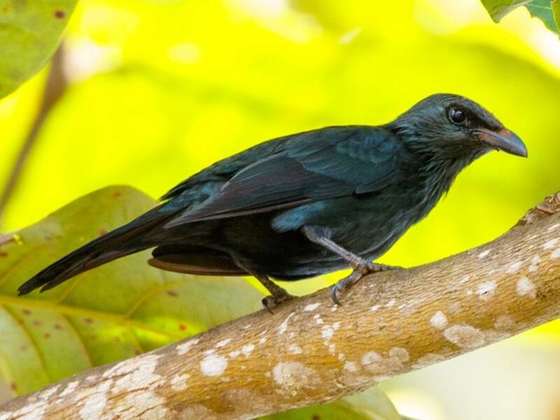 Moluccan Starling, 照片 2