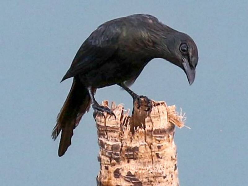 Moluccan Starling, 照片 3