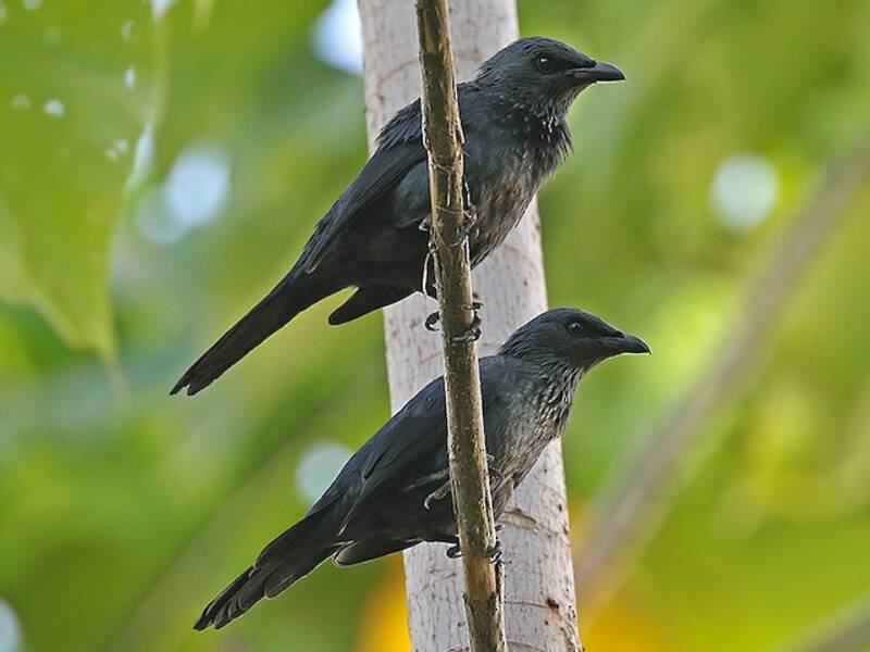 Moluccan Starling, 照片 4