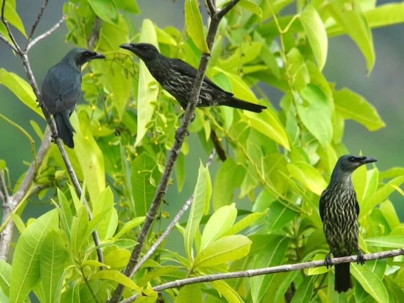 Moluccan Starling