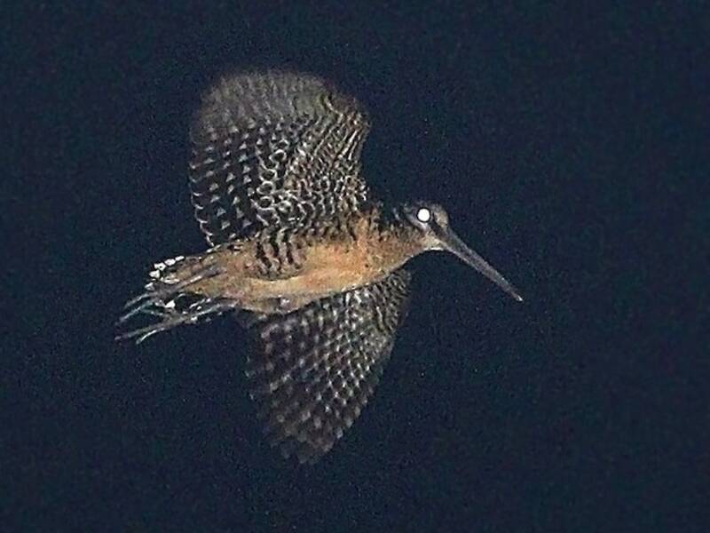 Beccaccia delle Molucche