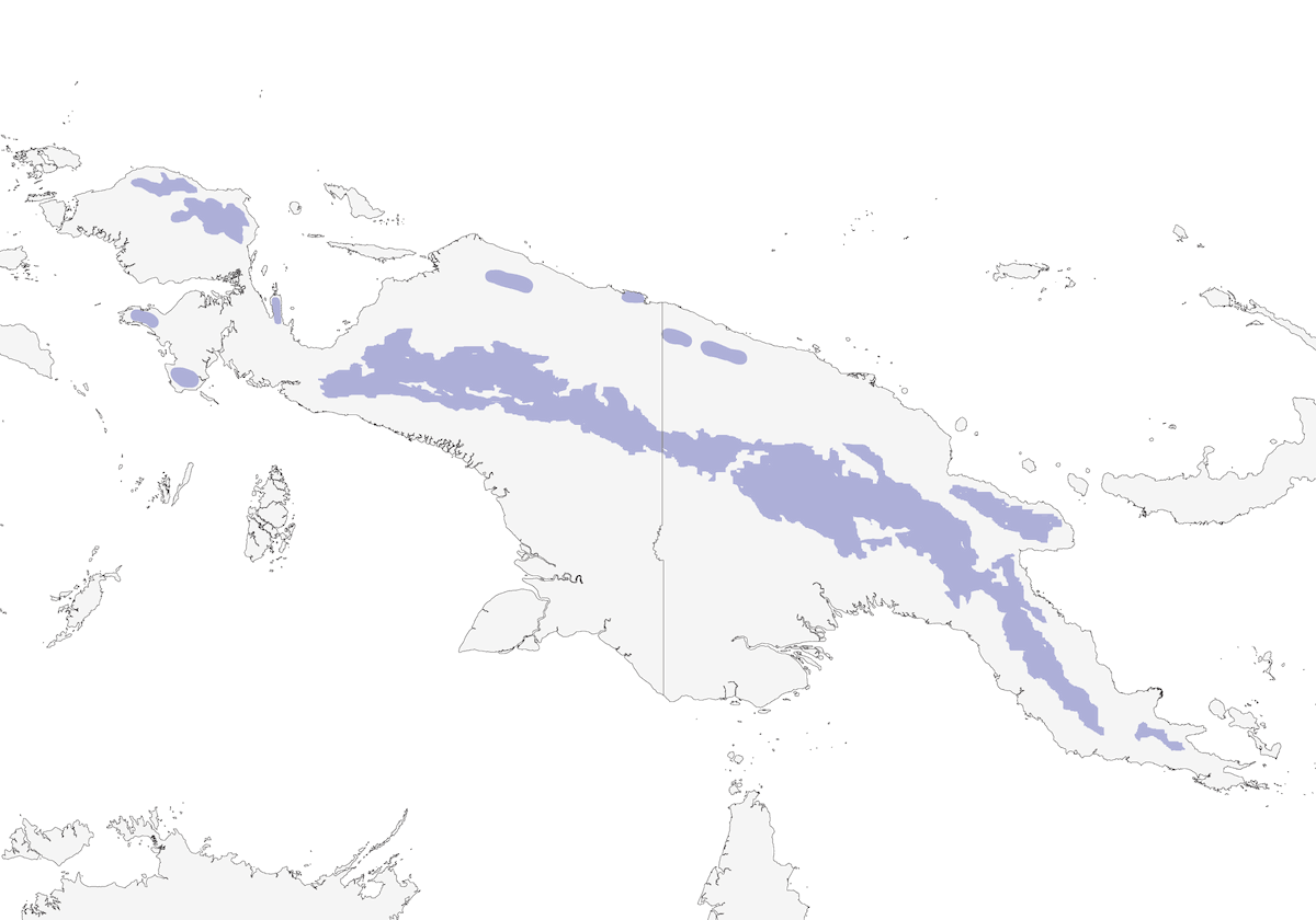 Silvietta montana, Distribuzione 1