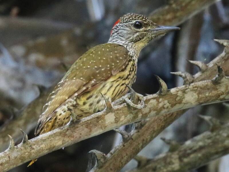 Picchio di Mombasa, Foto 4