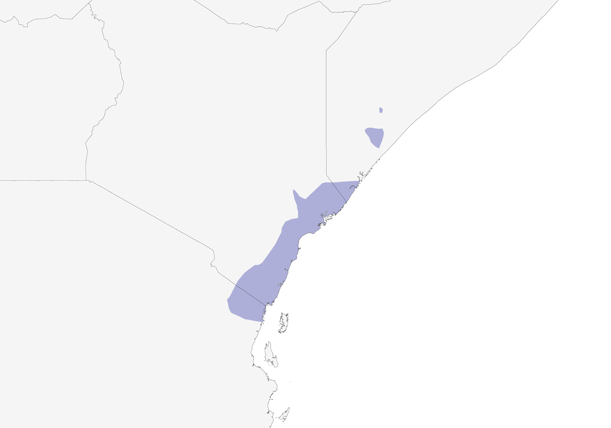 Picchio di Mombasa, Distribuzione 1