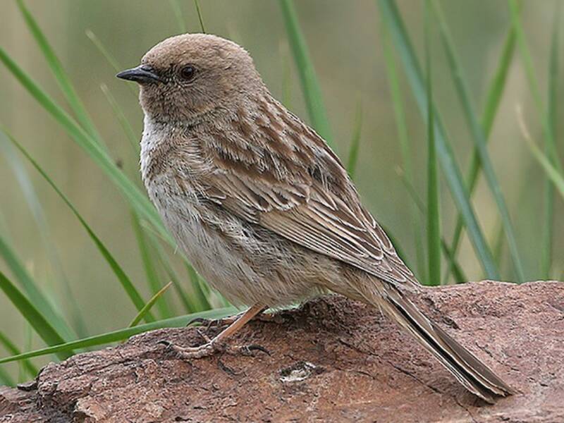 Mongolian Accentor, 照片 4