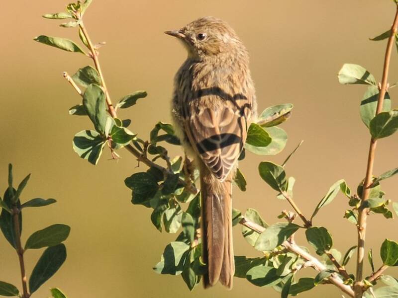 Mongolian Accentor