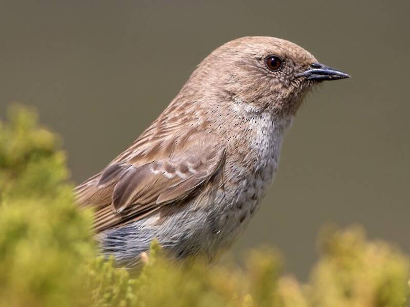 Mongolian Accentor, 照片 2