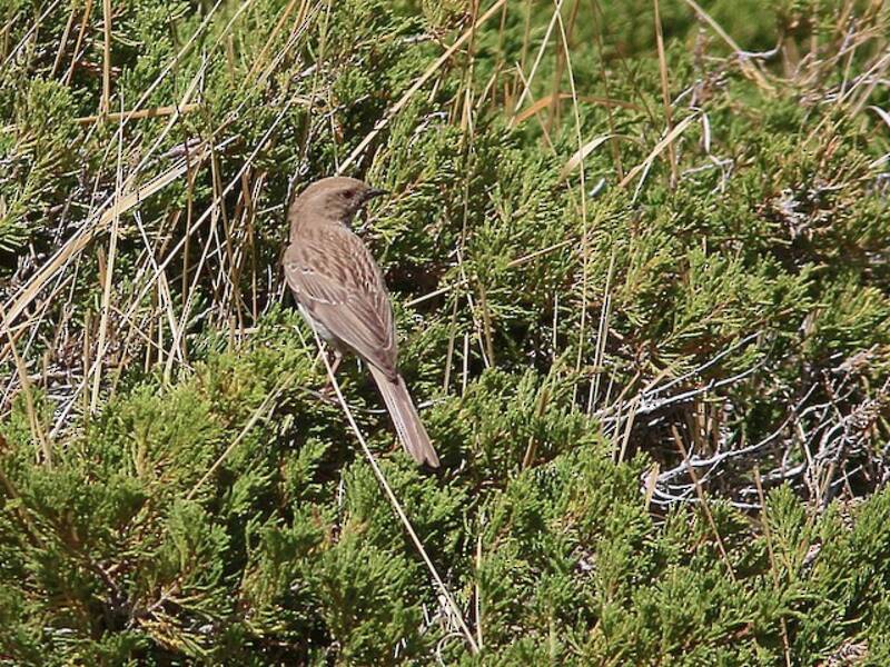 Mongolian Accentor, 照片 3