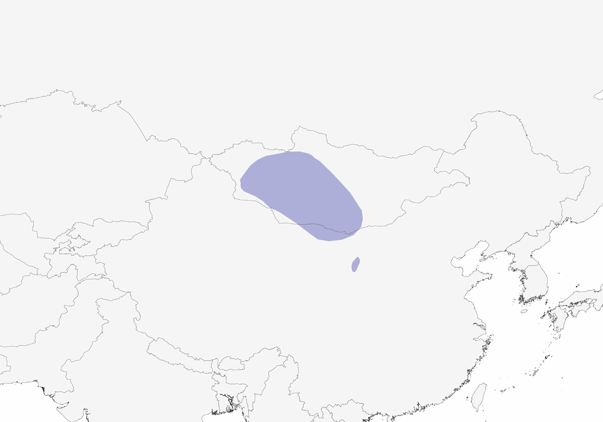 Mongolian Accentor, 分布 1