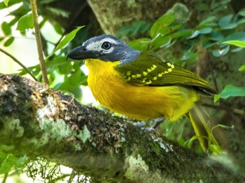Bubú de Monteiro