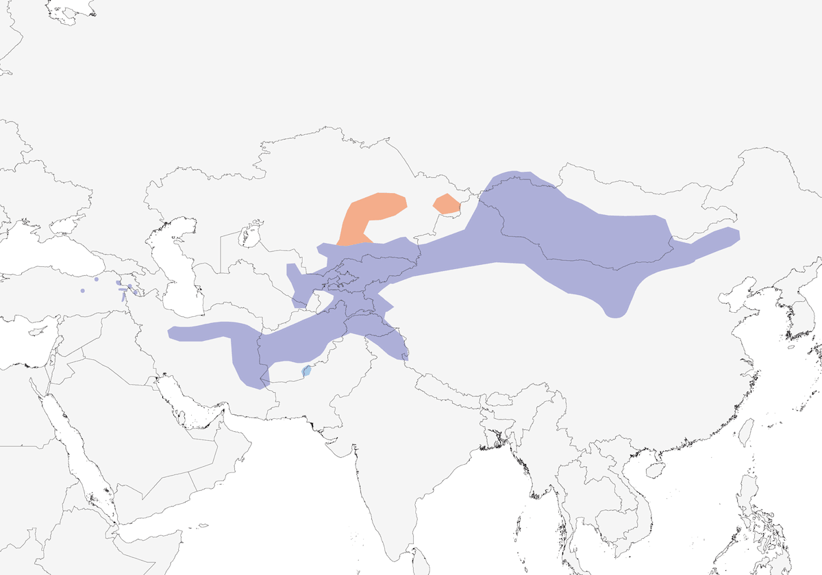Fringuello mongolo, Distribuzione 1