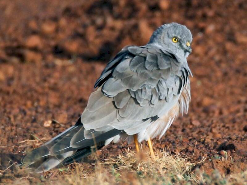 Montagu's Harrier, Photos 4