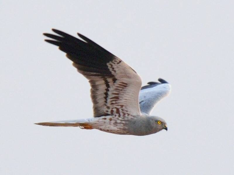 Montagu's Harrier, Photos 3
