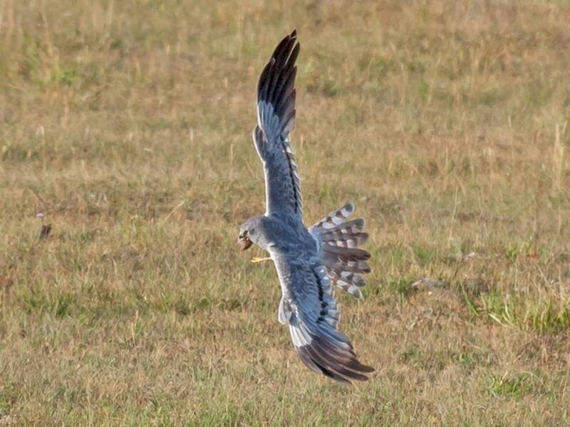 Montagu's Harrier, Photos 2