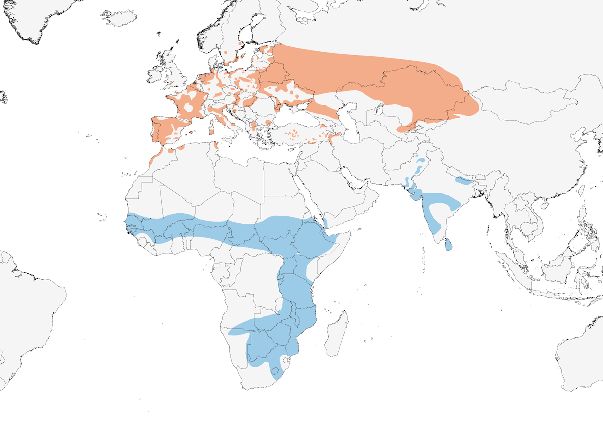 Montagu's Harrier, Distribution 1