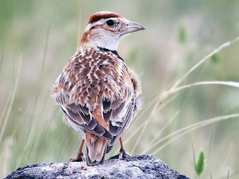 Mongolian Lark, 照片 4