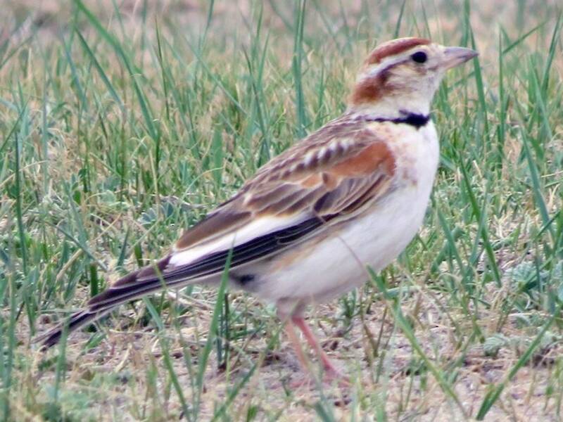 Mongolian Lark, 照片 3