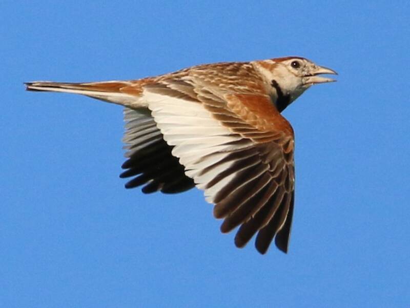 Mongolian Lark, 照片 2