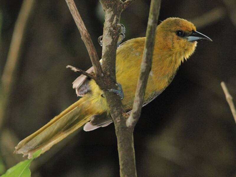 Montserrat Oriole