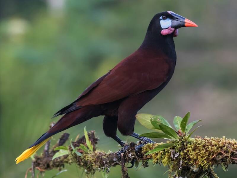 Montezuma Oropendola