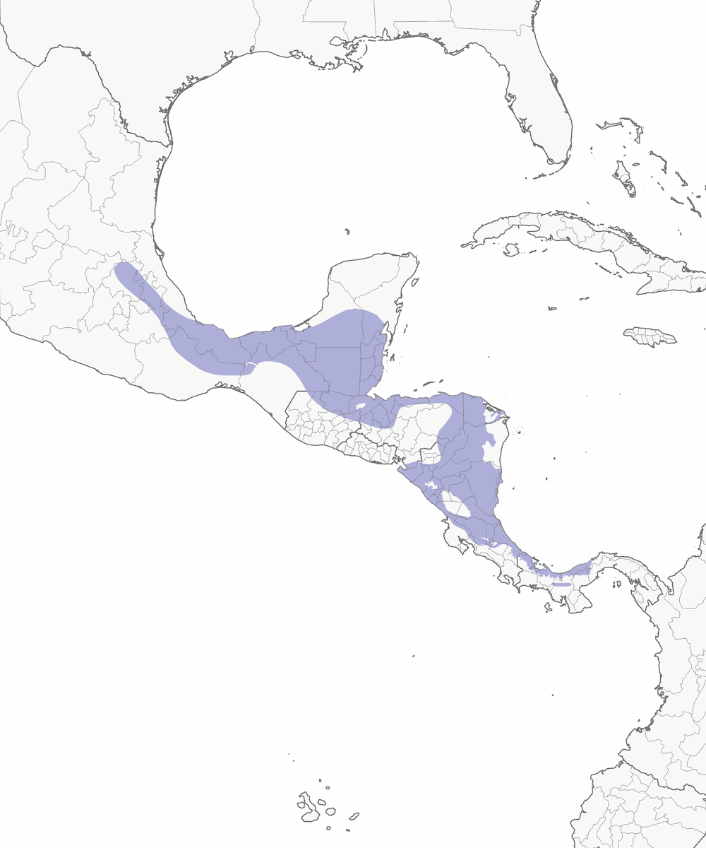 Oropéndola de Moctezuma, Distribución 1