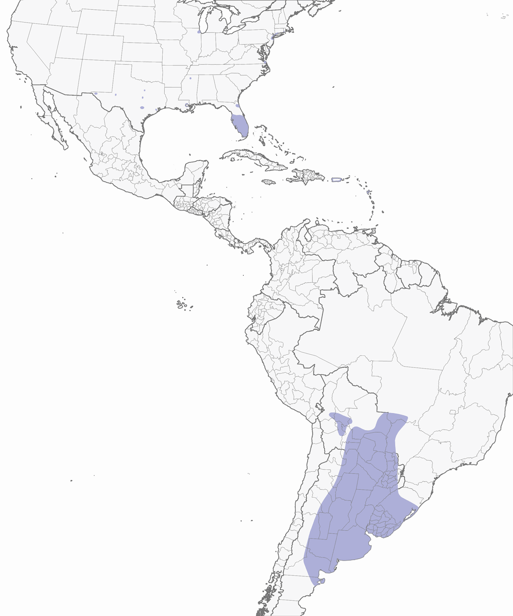 Cotorra argentina, Distribución 1