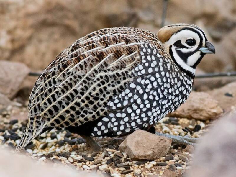 Montezuma Quail, Photos 3