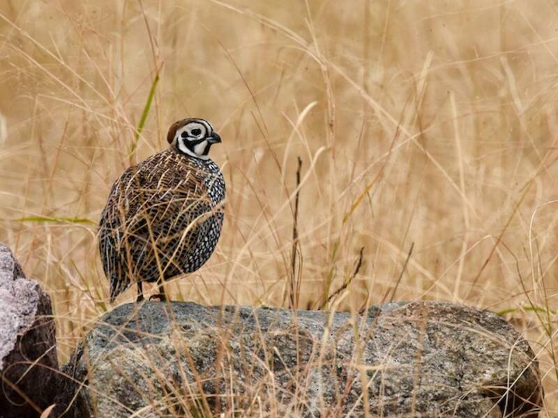Montezuma Quail (Cyrtonyx montezumae)