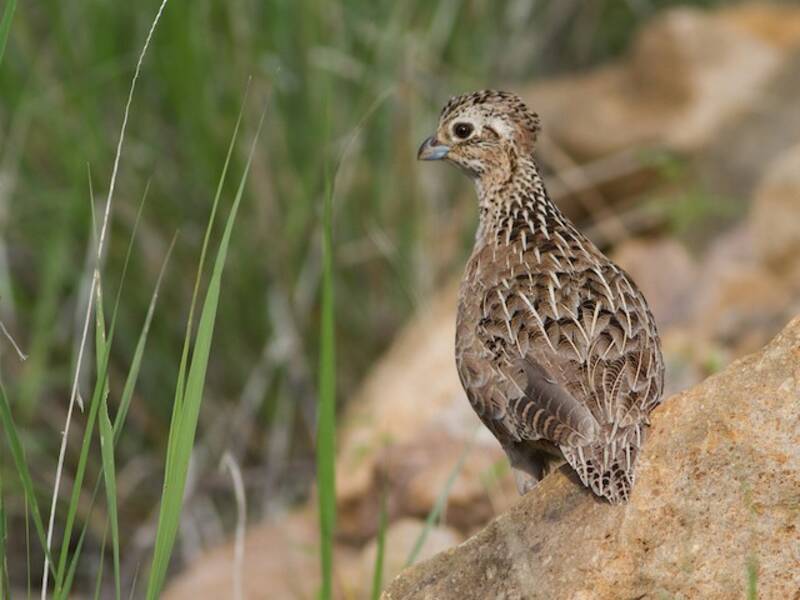 Montezuma Quail, Photos 2