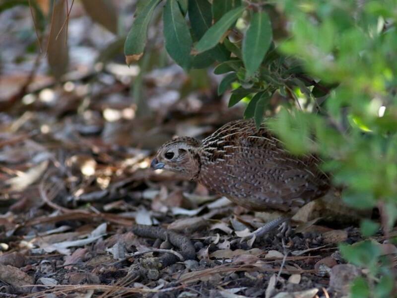 Montezuma Quail, Photos 4