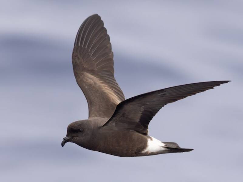 Monteiro's Storm-Petrel, Photos 3
