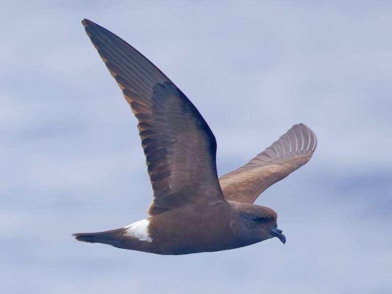 Monteiro's Storm-Petrel, Photos 4
