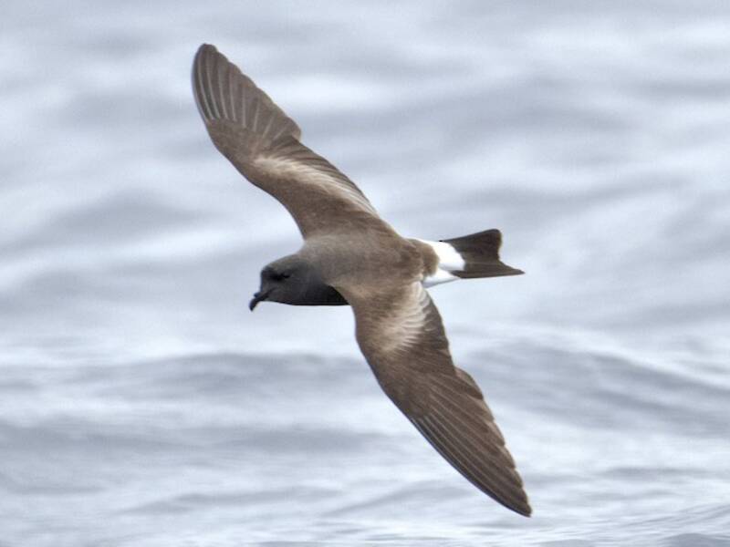Monteiro's Storm-Petrel