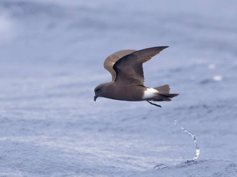 Monteiro's Storm-Petrel, Photos 2