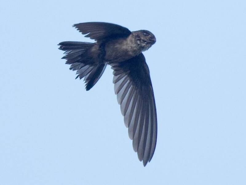 Mossy-nest Swiftlet, Photos 3