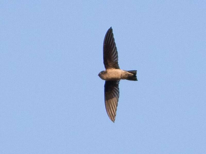 Mossy-nest Swiftlet