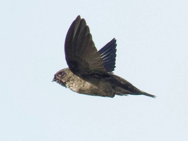 Mossy-nest Swiftlet, Photos 2