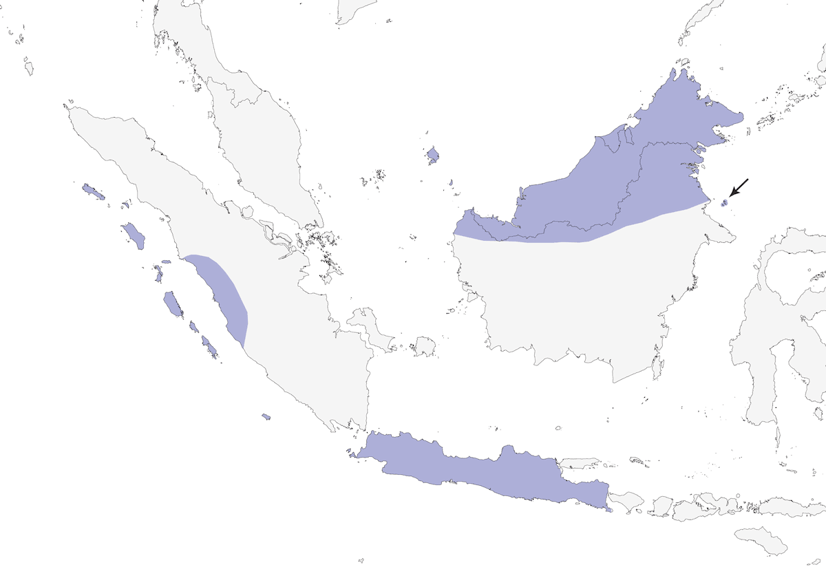 Mossy-nest Swiftlet, Distribution 1