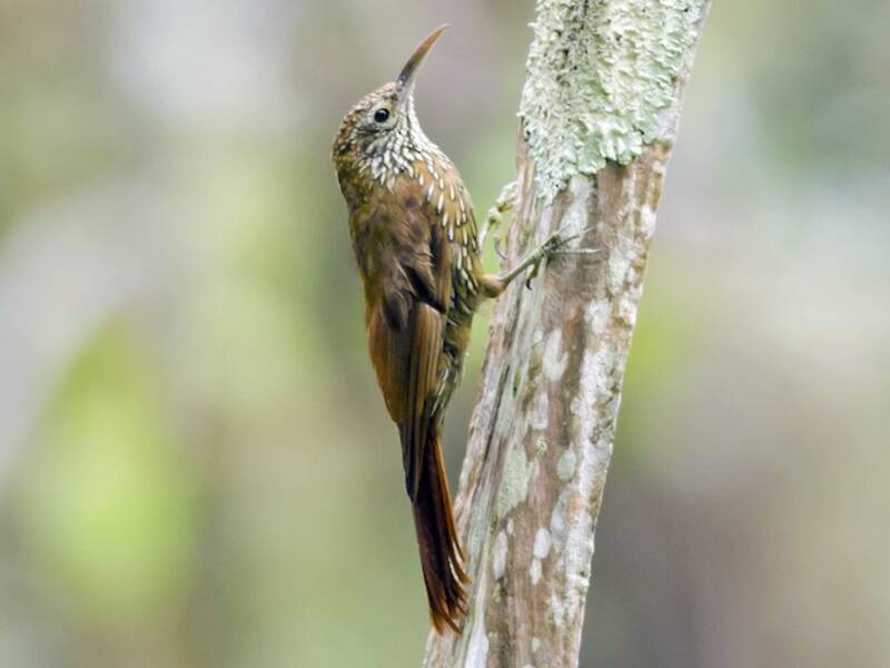 Montane Woodcreeper, Photos 3