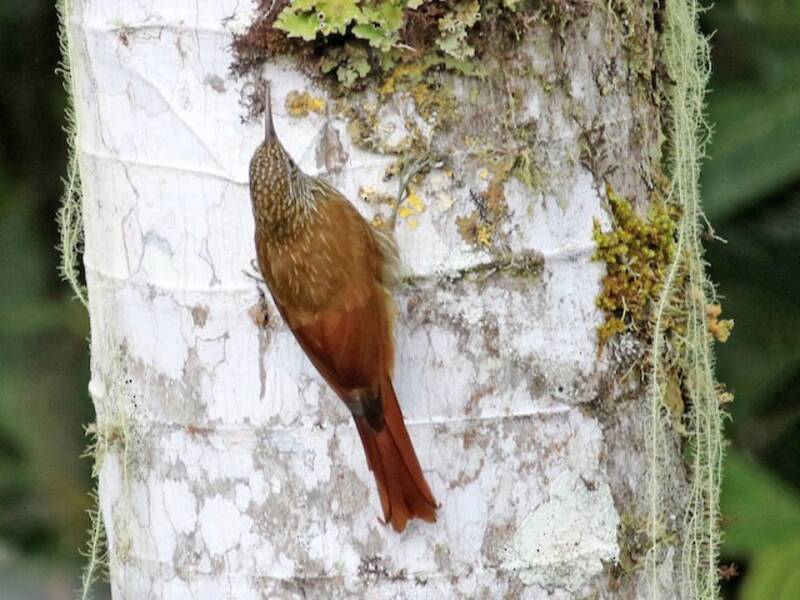 Montane Woodcreeper, Photos 4