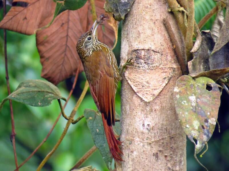 Montane Woodcreeper, Photos 2