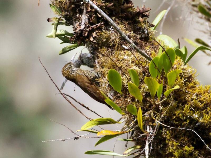 Montane Woodcreeper