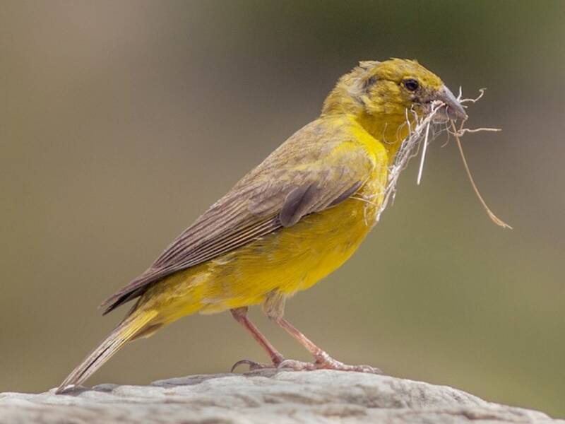 Monte Yellow-Finch, Photos 2