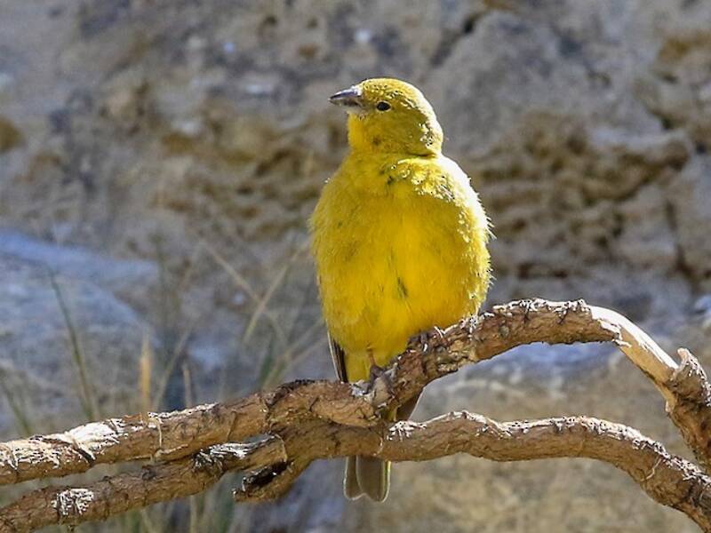 Monte Yellow-Finch, Photos 4